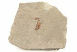 Ordovician Carpoid Fossil - Ktaoua Formation, Morocco #289198-1